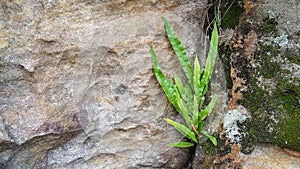 Plant growing up at the wall cracks
