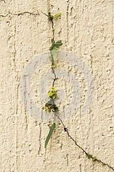 Plant growing in vent Cracked wall texture