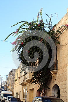 a plant growing on the wall of a house in the backstreet in Meleiha, Malta photo