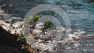 Plant growing on a water shore swinging in wind in front of big waves