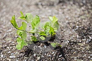 Plant grown from the asphalt road