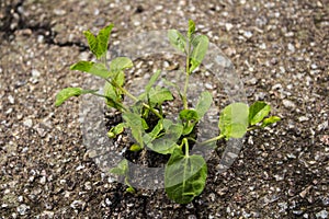 Plant grown from the asphalt road