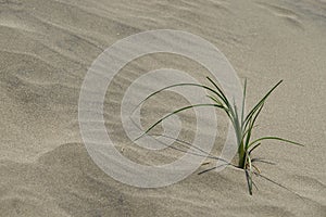 The plant grows in dune.