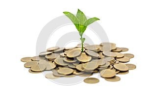 Plant that grows on the gold coin with isolated on white background, money saving and investment financial concept, growth through