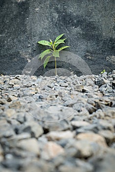 Plant grows on gravel