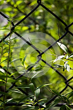 A plant that grows in a higashi garden with a strong iron fence.