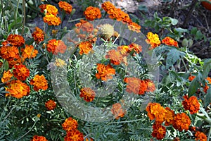 Marigold. Tagetes erecta. Flowering herb. Orange flowers