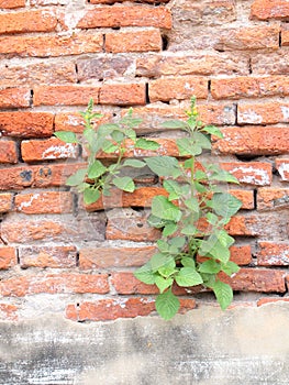 Plant grows in old wall