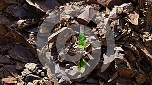 A plant grows on the rocky ground