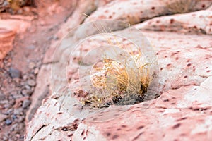 Plant grows in small rock crevice