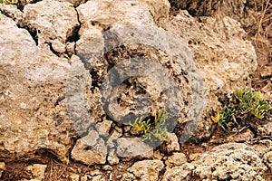 The plant grows on stones. the grass makes its way out of the sandstone