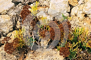 the plant grows on stones. the grass makes its way out of the sandstone