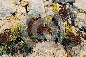 The plant grows on stones. the grass makes its way out of the sandstone