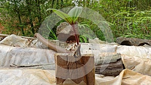 A plant grows tenaciously