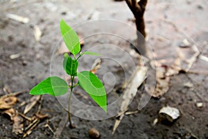 Plant grows on wall and symbolizes struggle and restart.