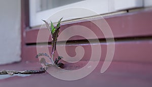 The plant grows in the window sill gap