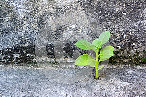 Plant growth on concreat with moss