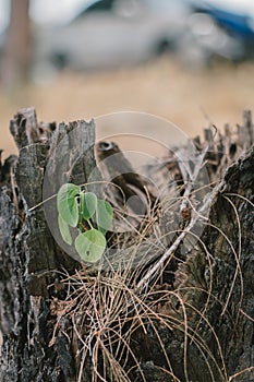 The plant growth on the death tree try to survivor