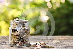 Plant growth in glass jar with coins