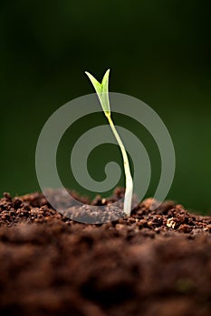 Plant growth-New beginnings
