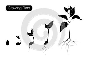 Plant growth phases infographic. Evolution germination progress concept. Seed, bean, sprout organic agriculture.