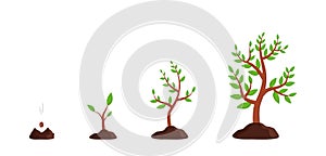 Plant growth from seed to tree. Sprout grow in soil. Icon of process germination of sapling. Seedling in ground. Agriculture cycle