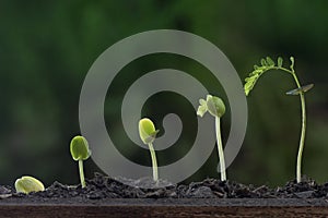 Planta crecimiento semilla un árbol 