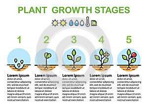 Plant growth stages infographics. Line art icons. Flat design.