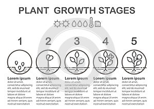 Plant growth stages infographics. Line art icons. Planting instruction template.