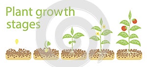 Plant growth stages infographics. Line art icons. Planting instruction template. Linear style illustration isolated on