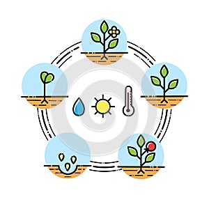 Plant growth stages infographics Planting fruits, vegetables process. Flat style
