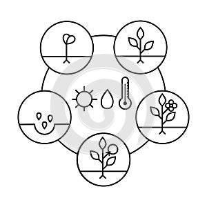 Plant growth stages. Line art icons. Linear style illustration