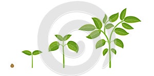 Plant growth stages. Planting vegetables. Vector infographic illustration.