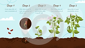 Plant growth stages vector concept