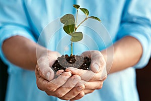 Plant, growth and sustainability with the hands of a person holding a budding flower in soil closeup for conservation