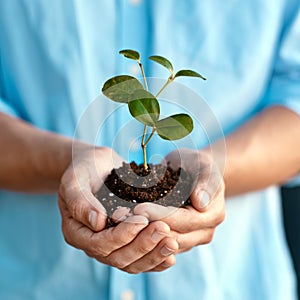 Plant, growth and sustainability with a person holding a budding flower in soil closeup for conservation. Earth, spring