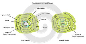 Plant guard cells with stoma fully labeled. photo
