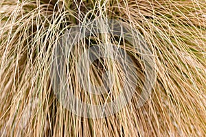 Plant hair-like inumerous strands