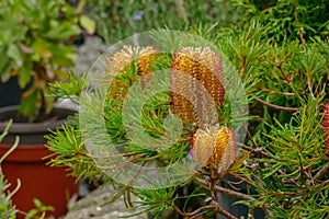 Plant hairpin banksia potted growing outdoors