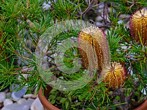 Plant hairpin banksia spinulosaa outdoors