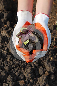 Plant in hand