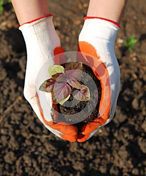 Plant in hand