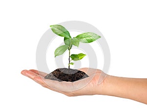 Plant in the hand