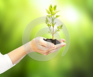 Plant in hand