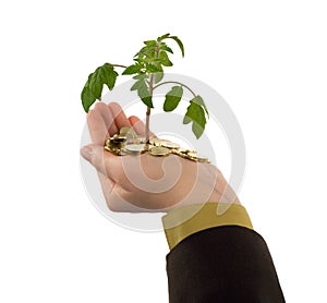 Plant in hand img