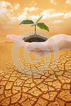 Plant in hand droughty earth