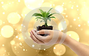 Plant in the hand on gold background