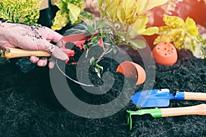 Plant in hand for planting in the garden / growing plant works of gardening tool