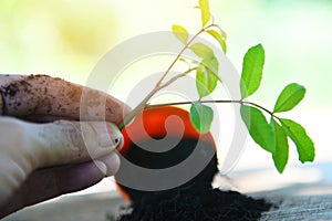 Plant in hand for planting in the garden - works of gardening small plant at back yard