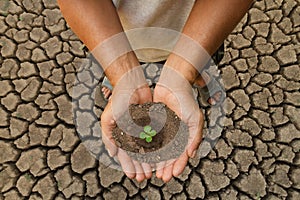 Plant on hand water crisis and reforesting concept.